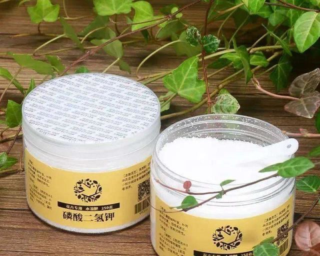 磷酸二氢钾不是万能养花药，用得不好不开花，甚至会整盆枯萎