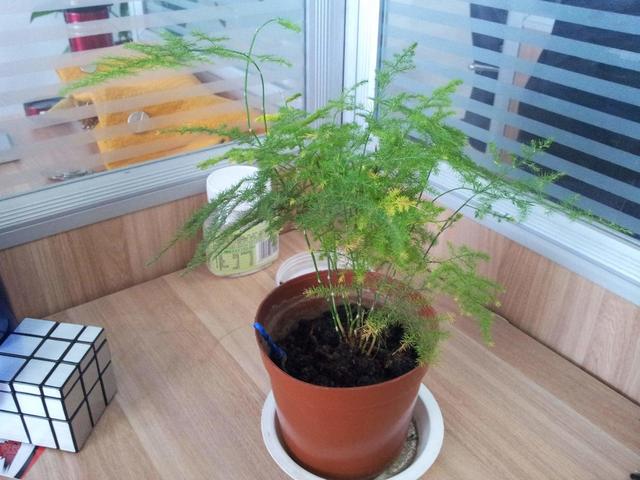 碰上阴雨天，这3种花立马搬回家，一淋雨就枯黄