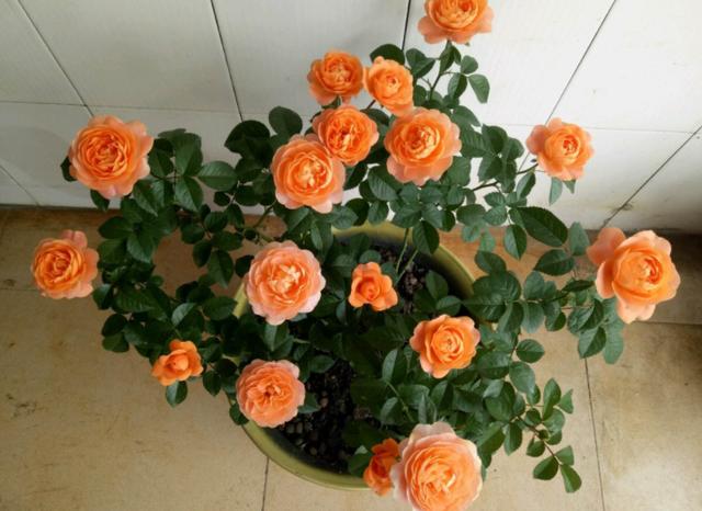 早春养月季就选阳台果汁，皮实好养、开花多，换盆需多注意3点