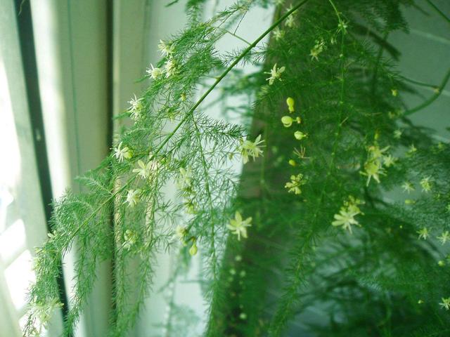 碰上阴雨天，这3种花立马搬回家，一淋雨就枯黄