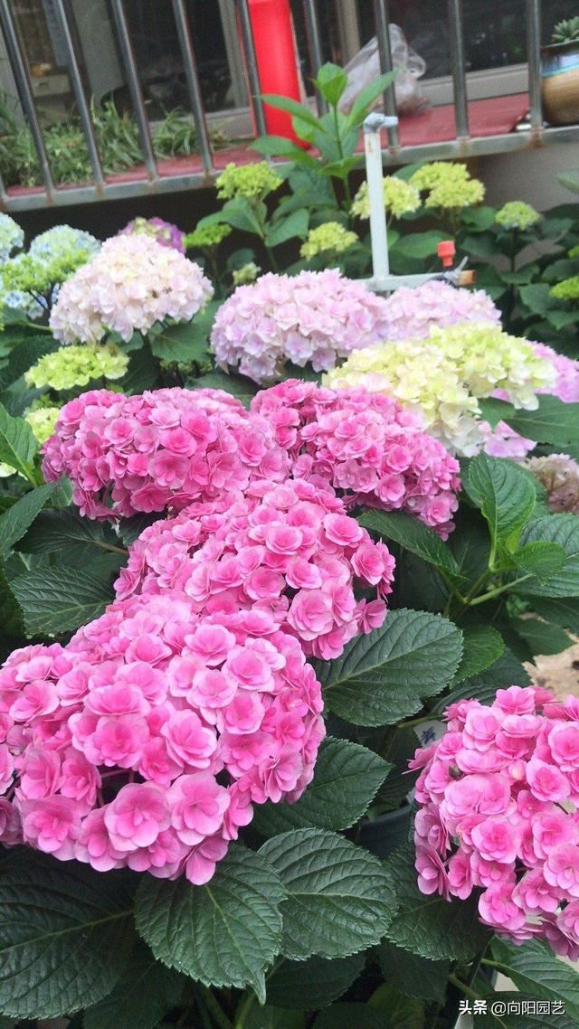 花养不活，多数浇水导致，3个“基本点”做好了，花数量翻2倍
