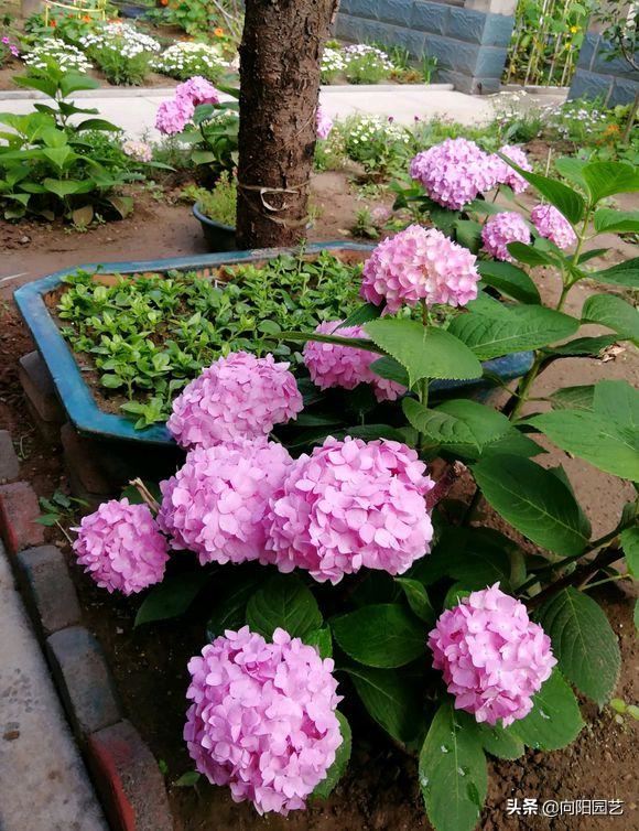 花养不活，多数浇水导致，3个“基本点”做好了，花数量翻2倍