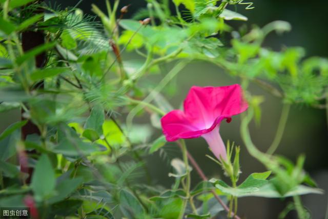 怎么让牵牛花多开花？做好这些事，花期花多又艳丽