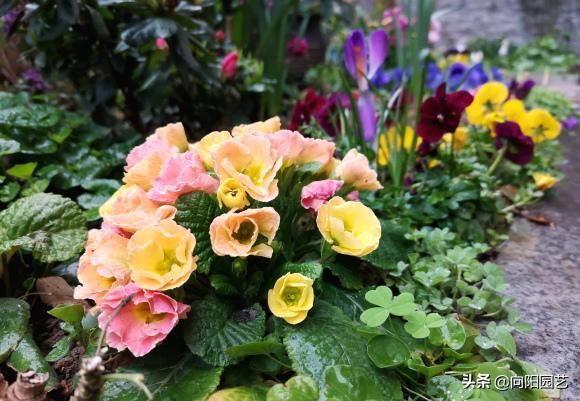 花养不活，多数浇水导致，3个“基本点”做好了，花数量翻2倍