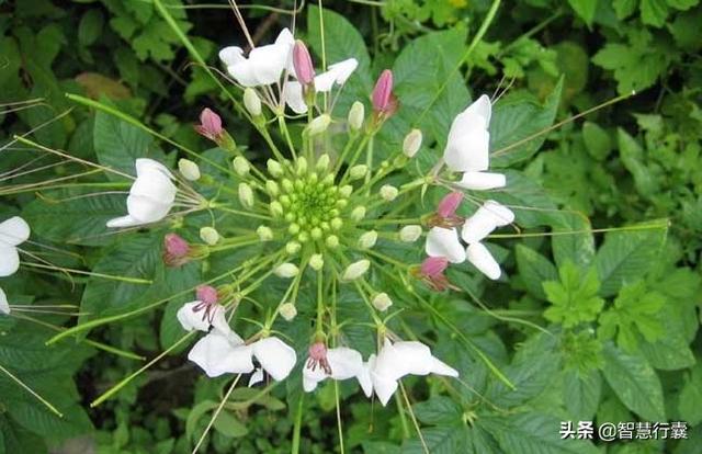 它是一种花，它能醉倒蝴蝶，你信吗？