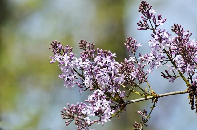 "丁香花"的养护,做好几点,花形优雅,花色淡雅美丽大方