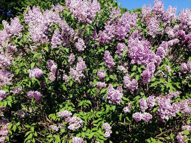 "丁香花"的养护,做好几点,花形优雅,花色淡雅美丽大方