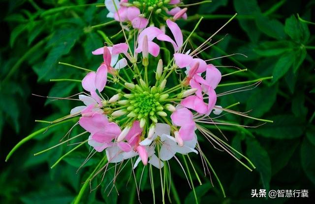 它是一种花，它能醉倒蝴蝶，你信吗？