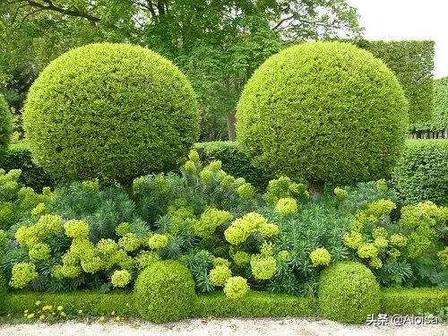 自然野趣，以植物营造景观空间