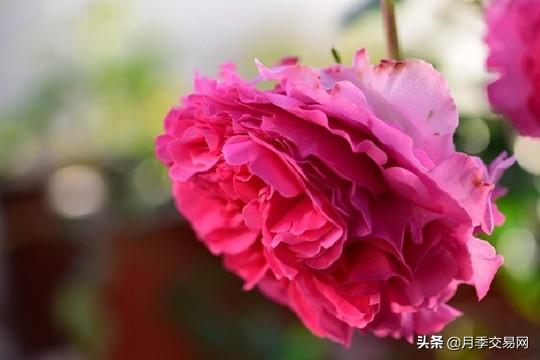 20个伊芙系列品种介绍，浓香大花、花中贵族，喜欢养一棵吧