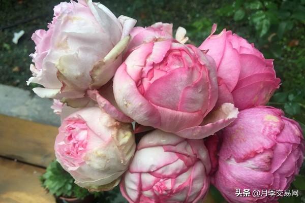 20个伊芙系列品种介绍，浓香大花、花中贵族，喜欢养一棵吧