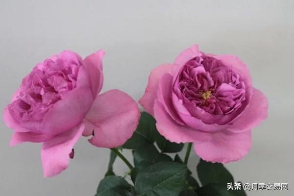 20个伊芙系列品种介绍，浓香大花、花中贵族，喜欢养一棵吧