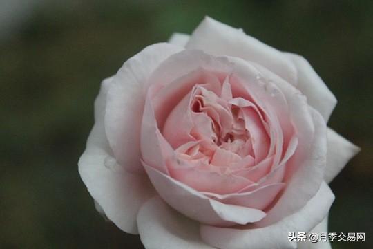 20个伊芙系列品种介绍，浓香大花、花中贵族，喜欢养一棵吧