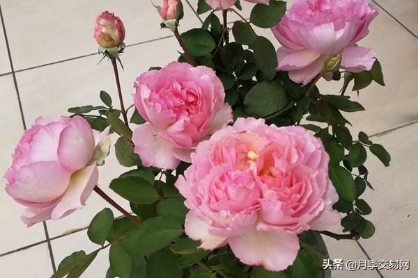 20个伊芙系列品种介绍，浓香大花、花中贵族，喜欢养一棵吧