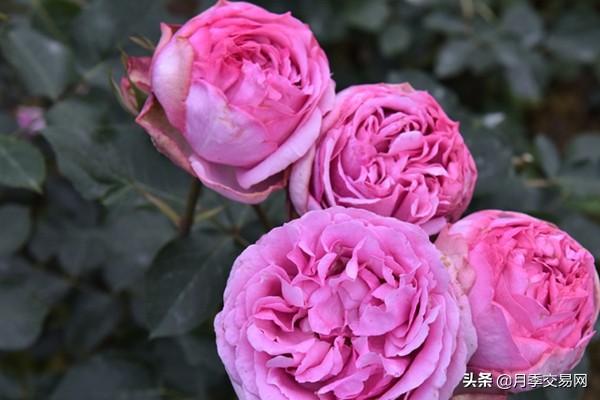 20个伊芙系列品种介绍，浓香大花、花中贵族，喜欢养一棵吧