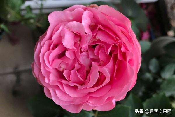 20个伊芙系列品种介绍，浓香大花、花中贵族，喜欢养一棵吧