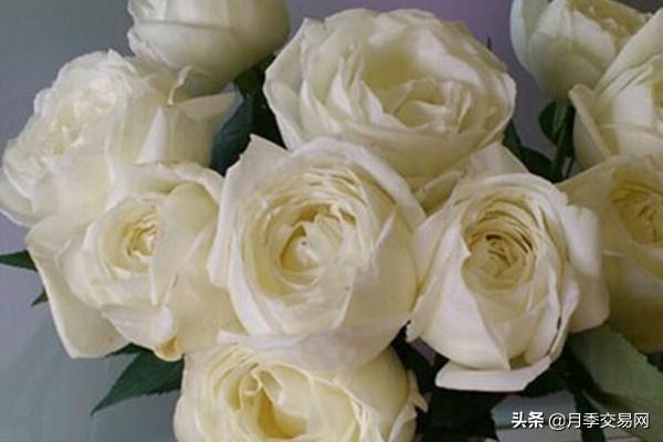 20个伊芙系列品种介绍，浓香大花、花中贵族，喜欢养一棵吧