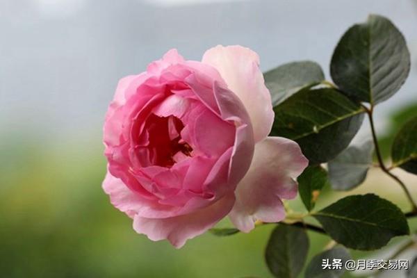 20个伊芙系列品种介绍，浓香大花、花中贵族，喜欢养一棵吧