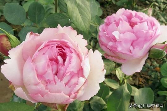 20个伊芙系列品种介绍，浓香大花、花中贵族，喜欢养一棵吧