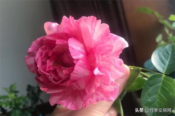 20个伊芙系列品种介绍，浓香大花、花中贵族，喜欢养一棵吧