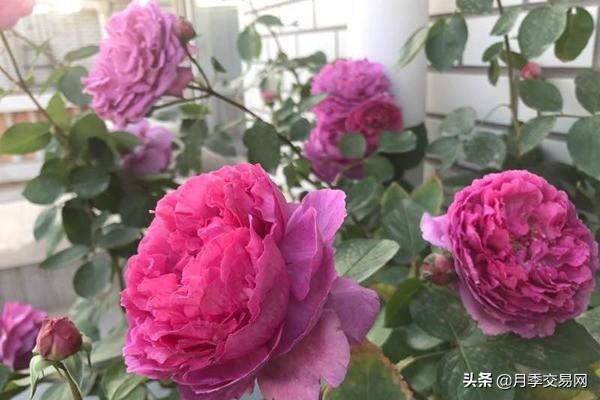 20个伊芙系列品种介绍，浓香大花、花中贵族，喜欢养一棵吧