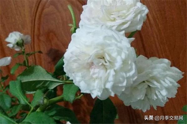 20个伊芙系列品种介绍，浓香大花、花中贵族，喜欢养一棵吧