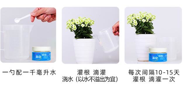 浇水兑磷钾肥，黄叶全消失，开花越来越多