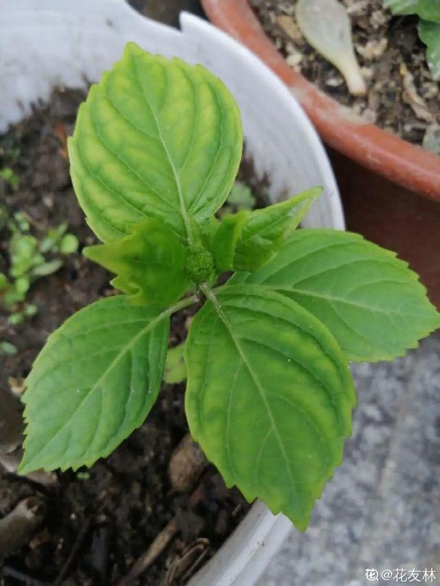 浇水兑磷钾肥，黄叶全消失，开花越来越多