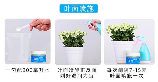 浇水兑磷钾肥，黄叶全消失，开花越来越多