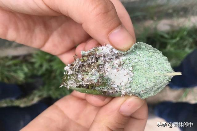 小小的白粉虱为何是园林养护中的一个大难题该如何解决