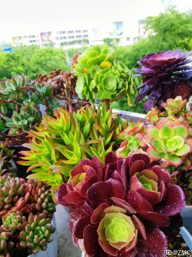浇水兑磷钾肥，黄叶全消失，开花越来越多