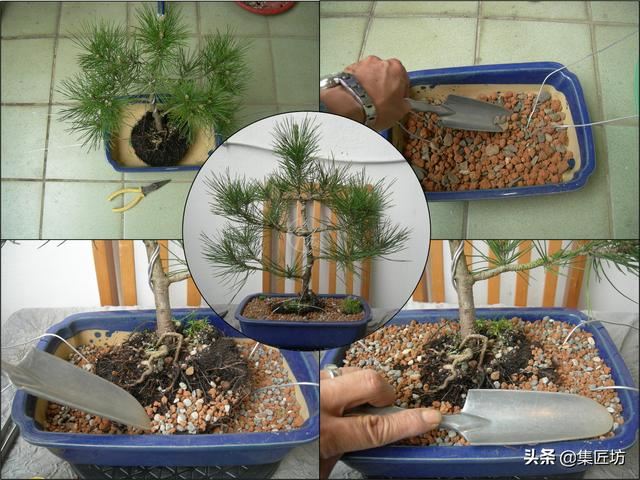 盆景花木翻盆换土小课堂：“浇水就能养”只是花店售花的小伎俩