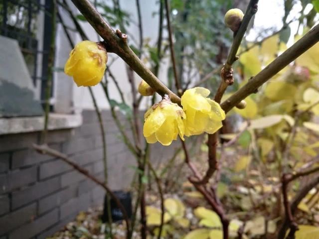 寻一方小院，建一处花园，养花喝茶一辈子