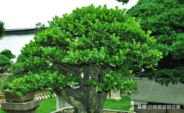 黄杨木，“活古董”千年难长