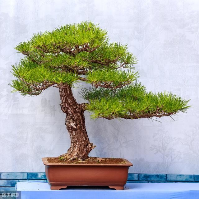 谈谈在盆景花卉界较不易养殖的几种植物