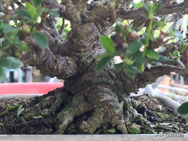 盆景花木翻盆换土小课堂：“浇水就能养”只是花店售花的小伎俩
