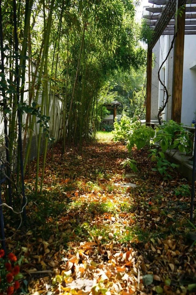 寻一方小院，建一处花园，养花喝茶一辈子