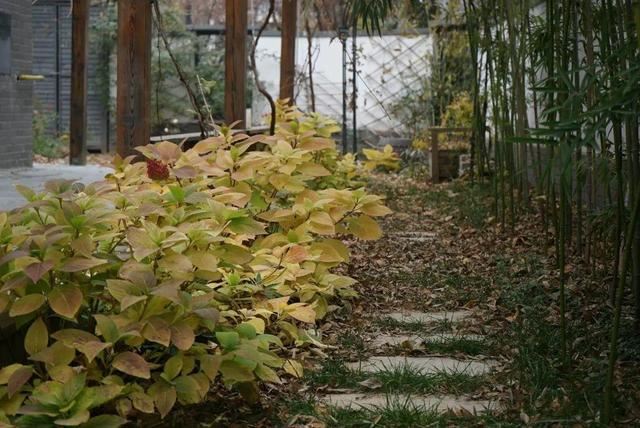 寻一方小院，建一处花园，养花喝茶一辈子