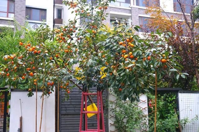 寻一方小院，建一处花园，养花喝茶一辈子