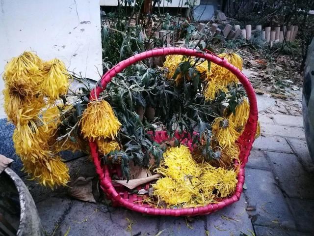 寻一方小院，建一处花园，养花喝茶一辈子