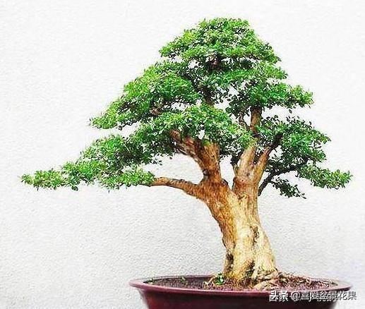 黄杨木，“活古董”千年难长