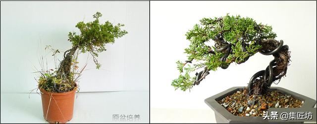 盆景花木翻盆换土小课堂：“浇水就能养”只是花店售花的小伎俩