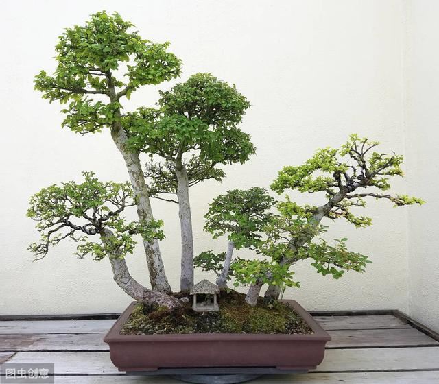 谈谈在盆景花卉界较不易养殖的几种植物