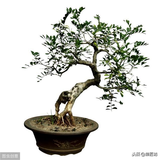 盆景花木翻盆换土小课堂：“浇水就能养”只是花店售花的小伎俩