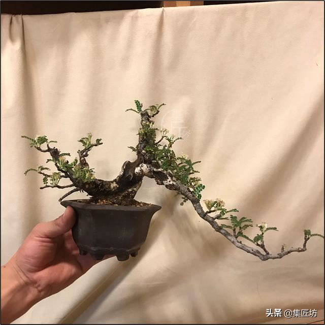 盆景花木翻盆换土小课堂：“浇水就能养”只是花店售花的小伎俩