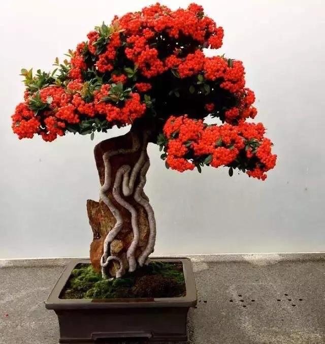 如何养好你的火棘盆景？知道这些，养好火棘下山桩盆景其实很简单
