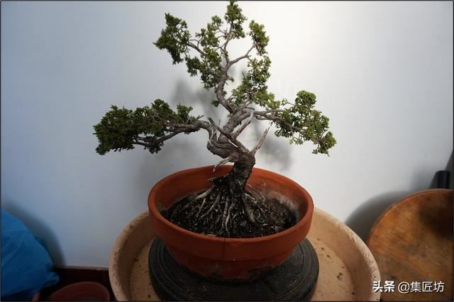 盆景花木翻盆换土小课堂：“浇水就能养”只是花店售花的小伎俩