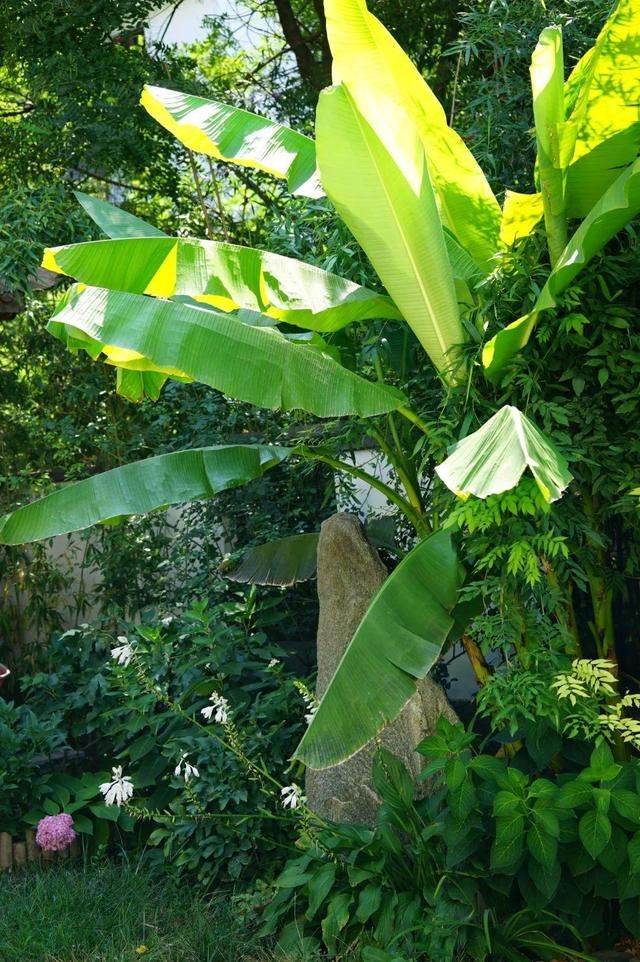 寻一方小院，建一处花园，养花喝茶一辈子
