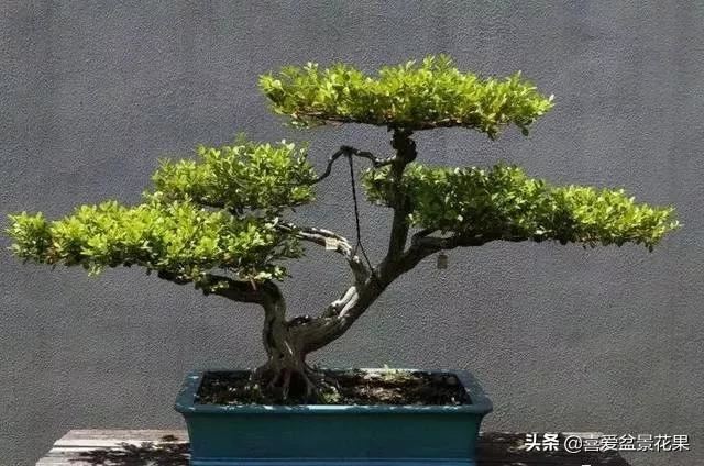 黄杨木，“活古董”千年难长