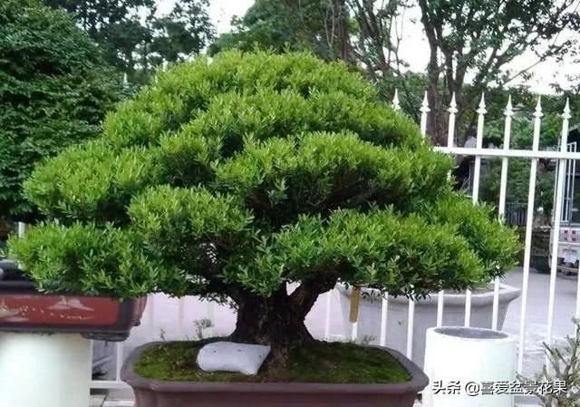 黄杨木，“活古董”千年难长